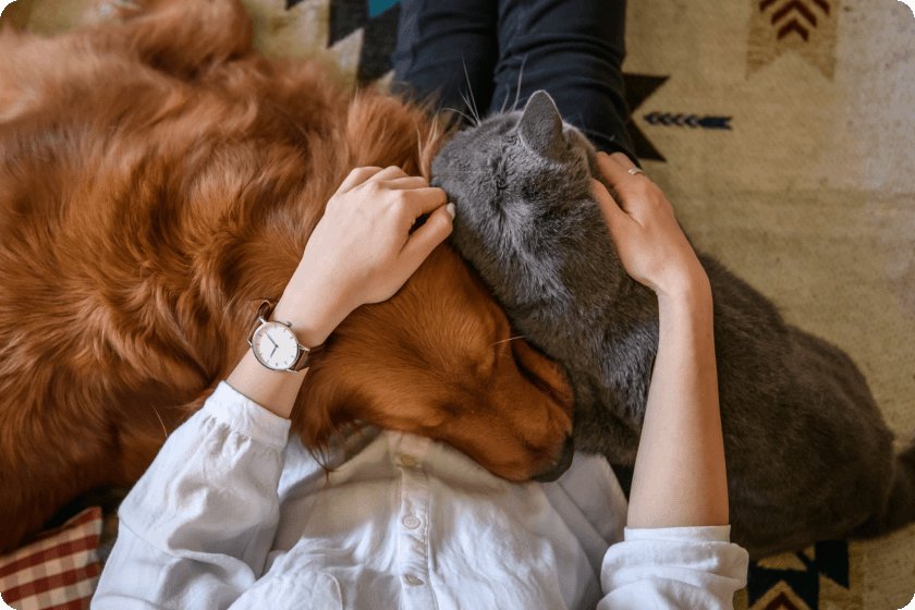 飼い主の膝の上で寝る犬と猫